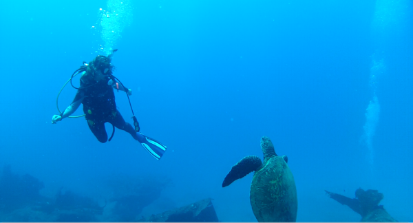 diving-with-sea-turtles-oahu